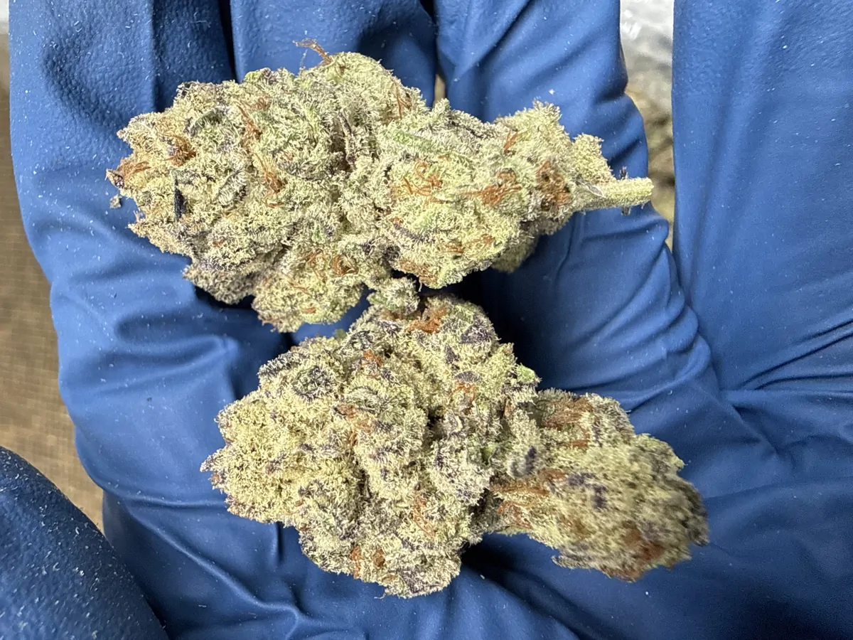 Gelato Cake Packaged Flower